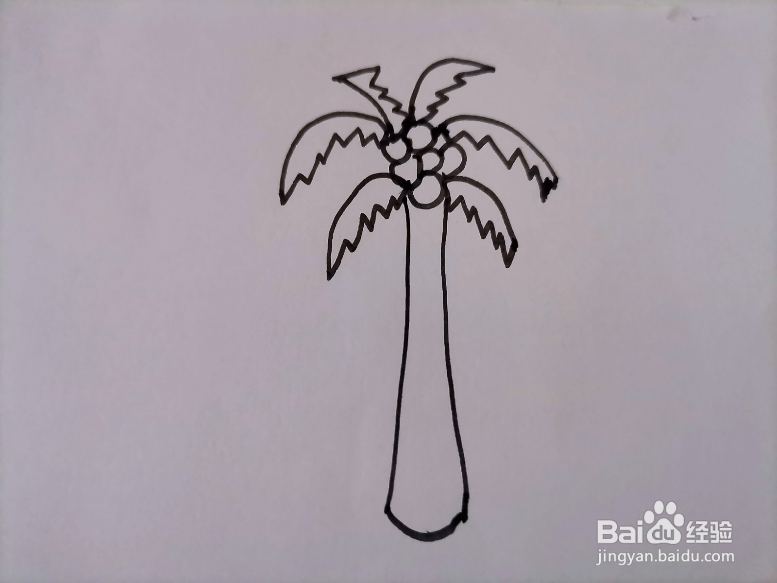 儿童简笔画 一棵椰树