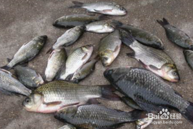 中秋怎么钓大鲫鱼？