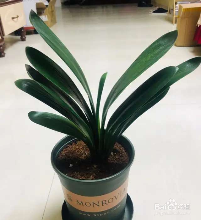 君子兰3大养护难题,一次性给你解决,准时开花