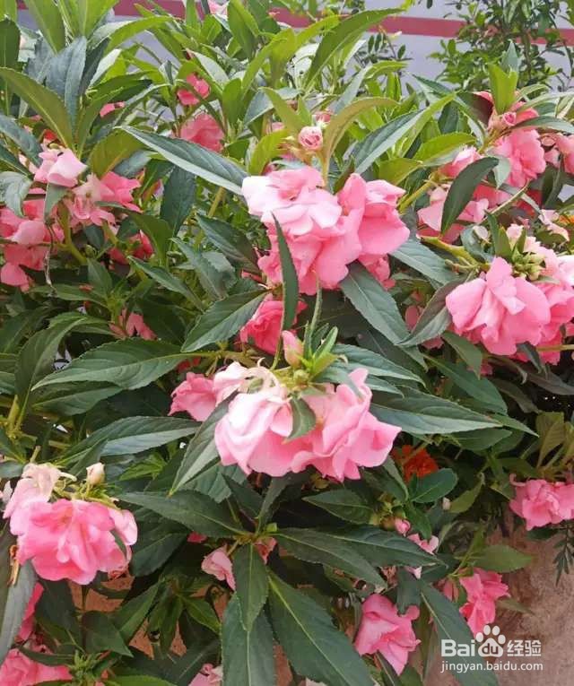 可以自生自长的花，种子掉土里就活