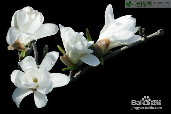 木兰花的养殖方法经验分享