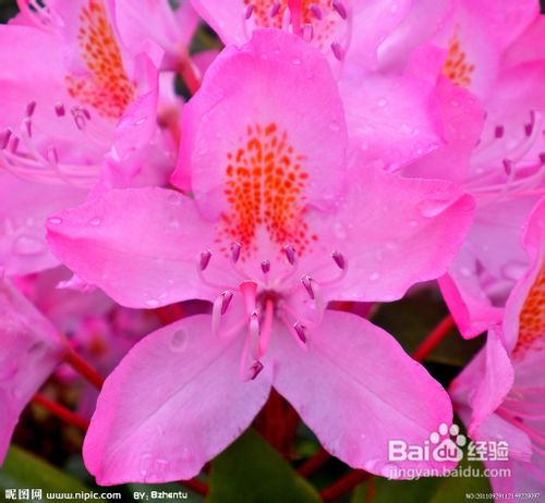 杜鹃的开花后管理