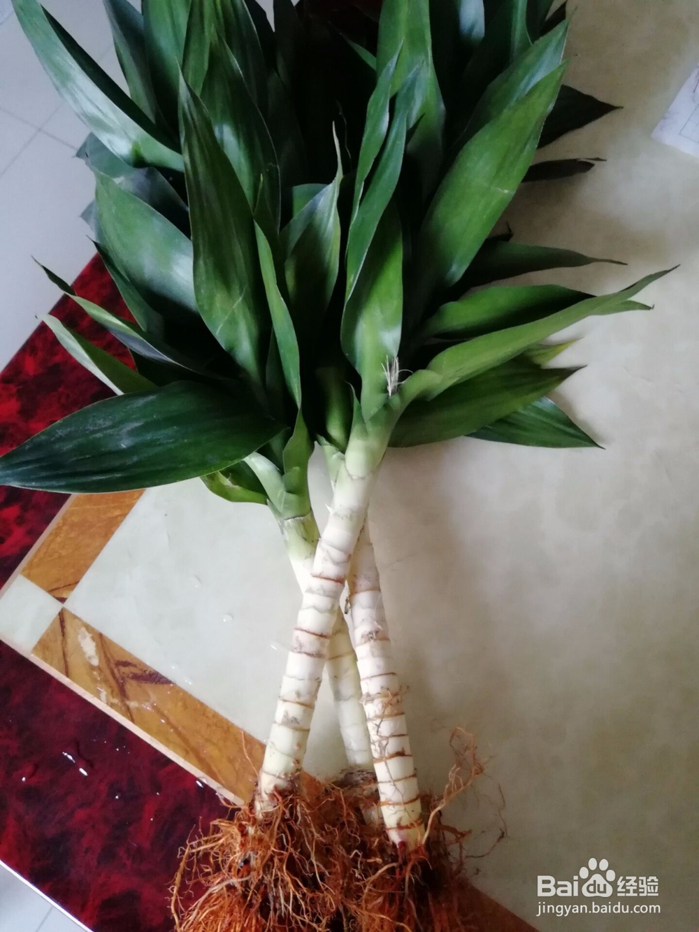 富贵竹的水养方法