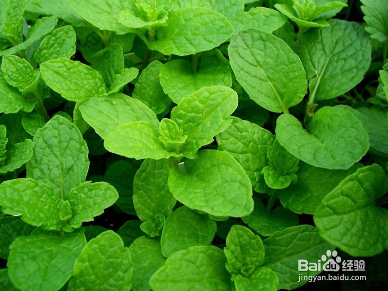 什么是毛孔?收缩毛孔用薄荷手工皂好吗?