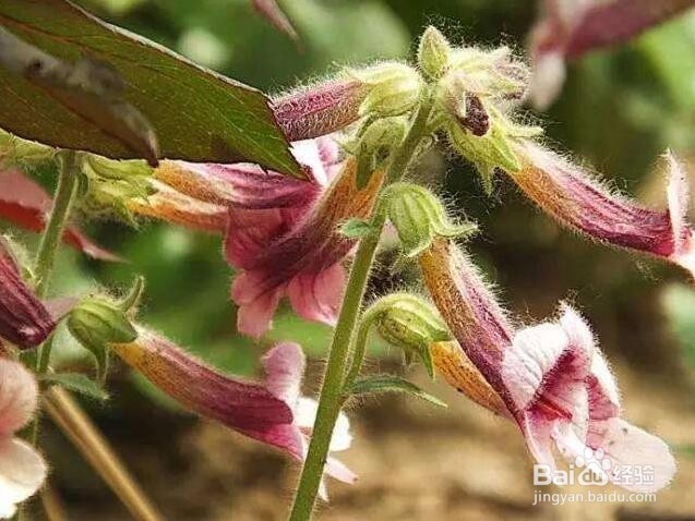 种植地黄需注意哪些生长习性?