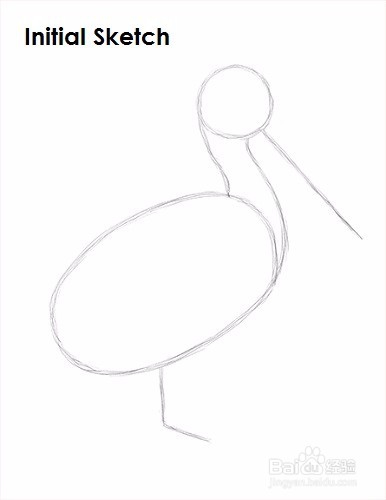 如何画一只鹈鹕——加菲的吃货生活