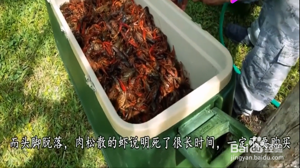 如何进行选购虾？