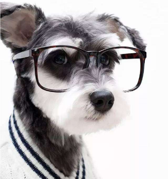 请问那种狗到底叫“雪瑞纳”还是“雪纳瑞”