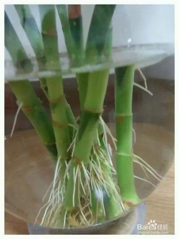 富贵竹黄叶不长根,注意3点,全年绿油油!