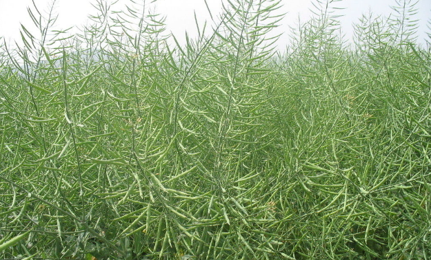 靠弹力传播种子的植物有哪些