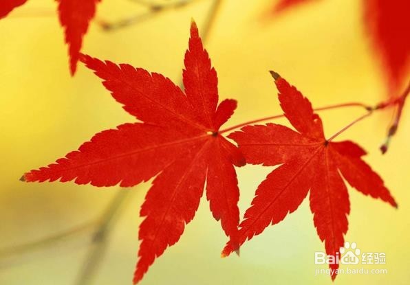 血管该如何清洁(吃什么食物)