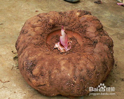 糖尿病饮食指南