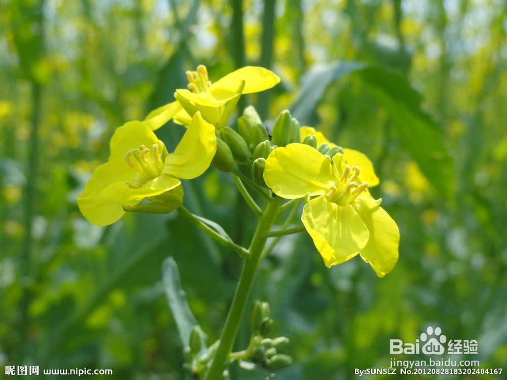 2013年中考化学最佳学习方法