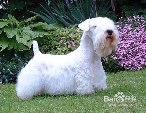 如何选购西里汉犬