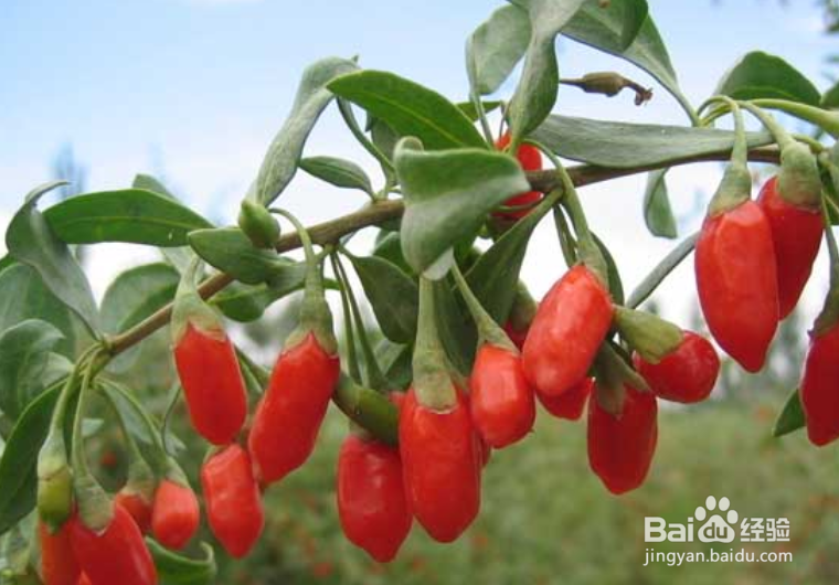 枸杞盆景怎么修剪