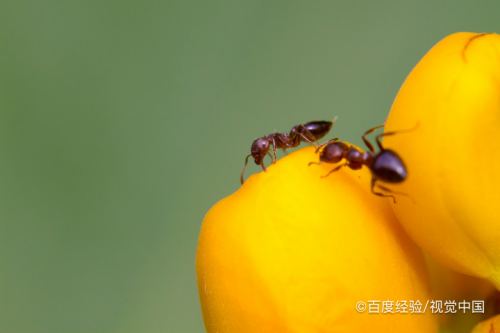 如何找到螞蟻的窩