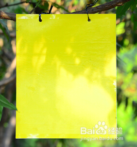 去除小飞虫的小妙招