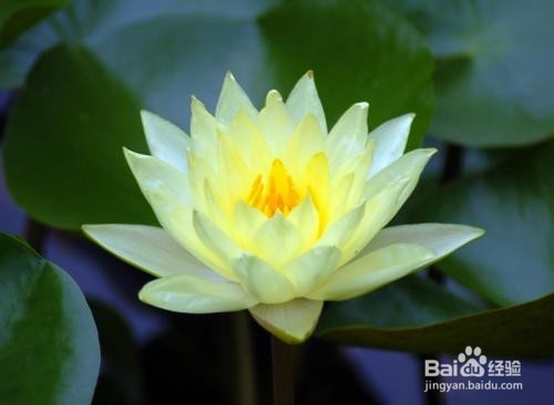 睡莲不开花有什么办法