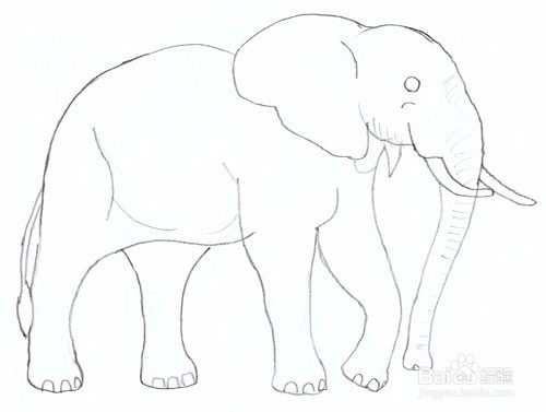 如何画一头大象——加菲的吃货生活