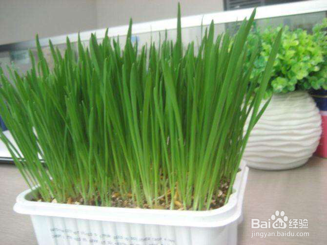 化毛膏与猫草二三事