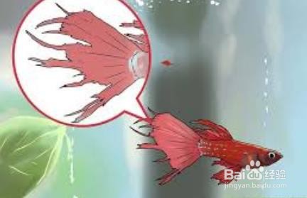 鱼烂尾怎么引起的