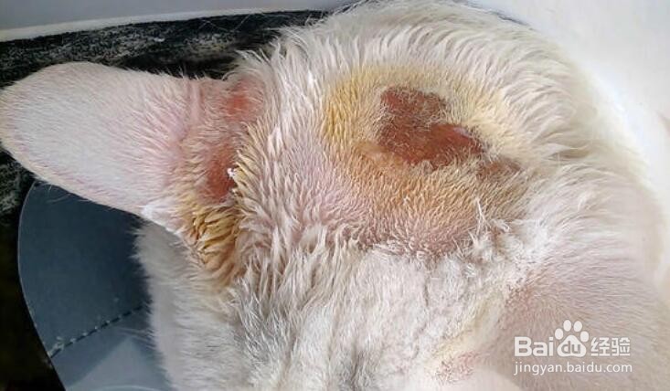 小猫耳朵上有癣怎么办