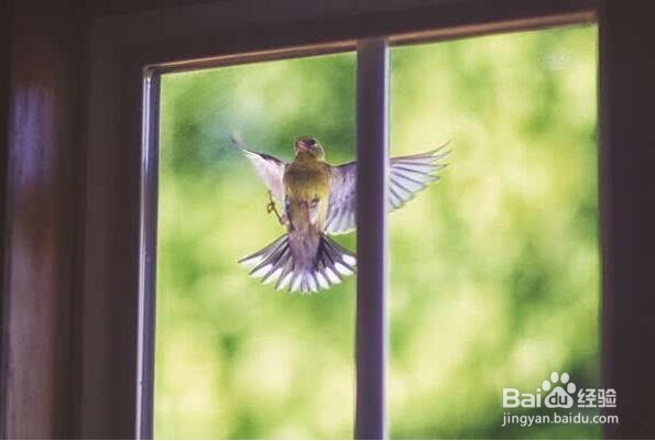 鸟啄窗户玻璃怎么赶走