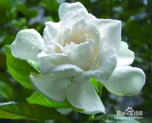 茉莉花怎么修剪？