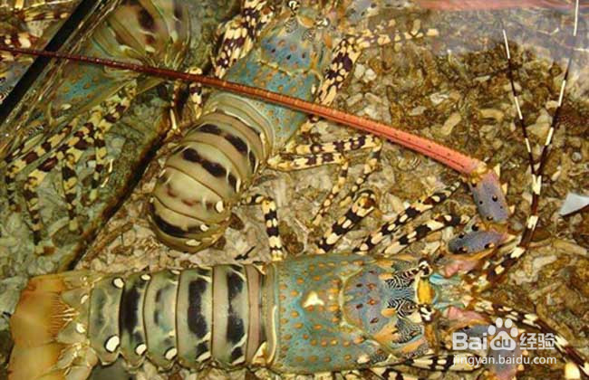 大龙虾养殖方法