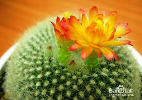 防辐射较强的几种植物