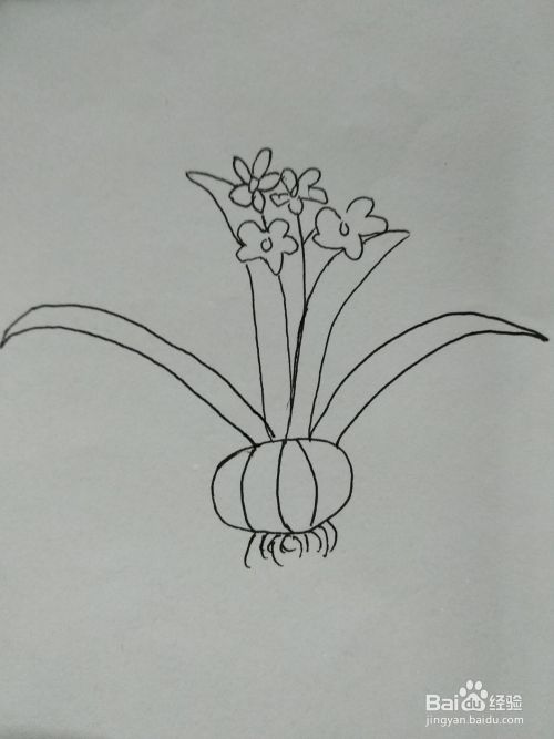 最简单好看水仙花的画法 百度经验 最简单好看水仙花的画法 百度经验