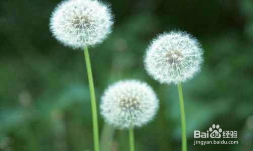 每天喝一杯既能消炎又能清热解毒