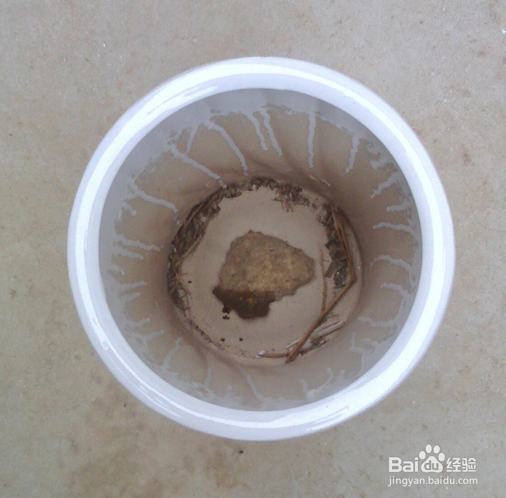 网上或者刚买的花怎么栽培