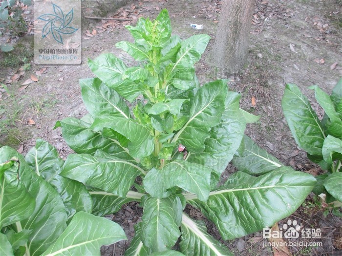 常吃的蔬菜长老后会是什么样呢？