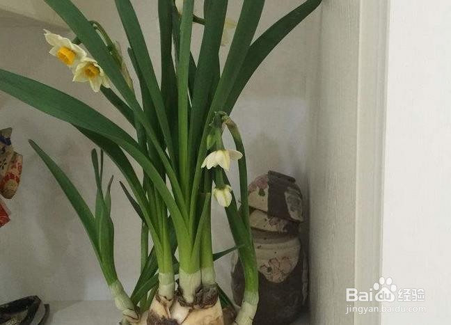 水仙花怎么催花