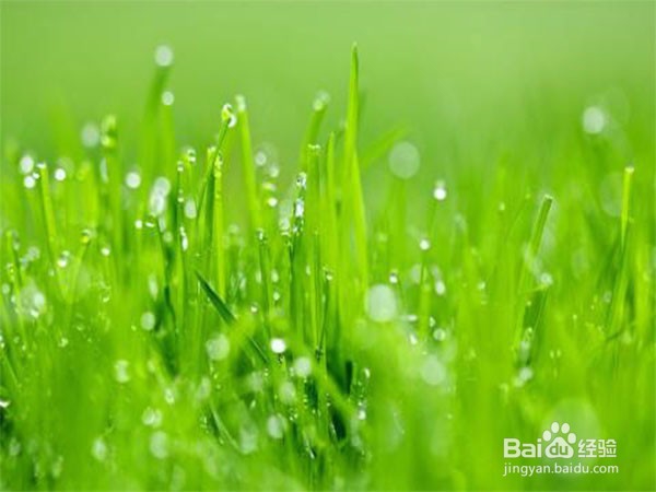 绿色植物如何获取能量