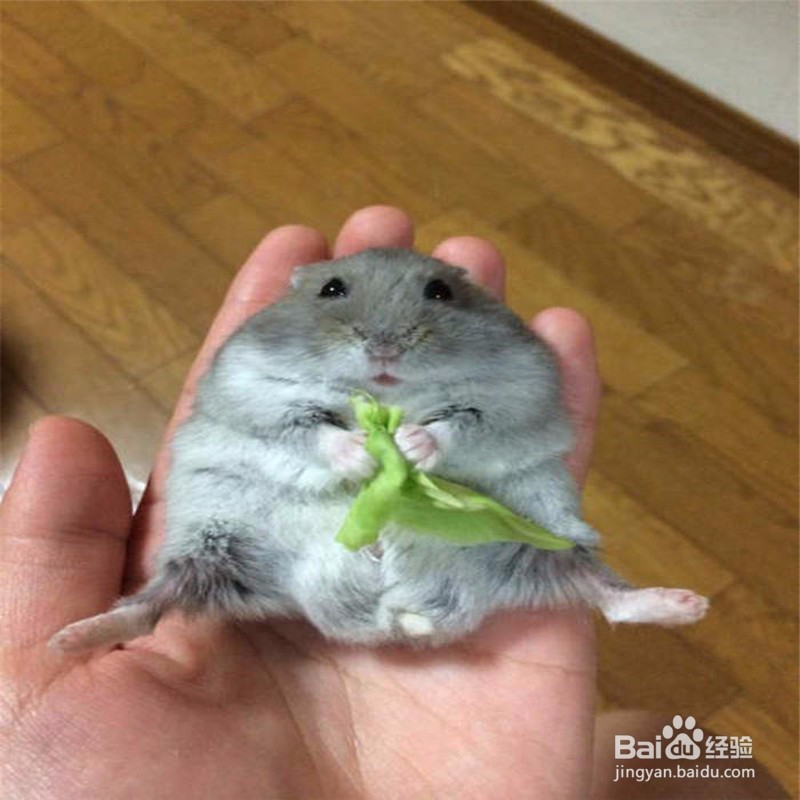 养仓鼠需要注意哪些的问题