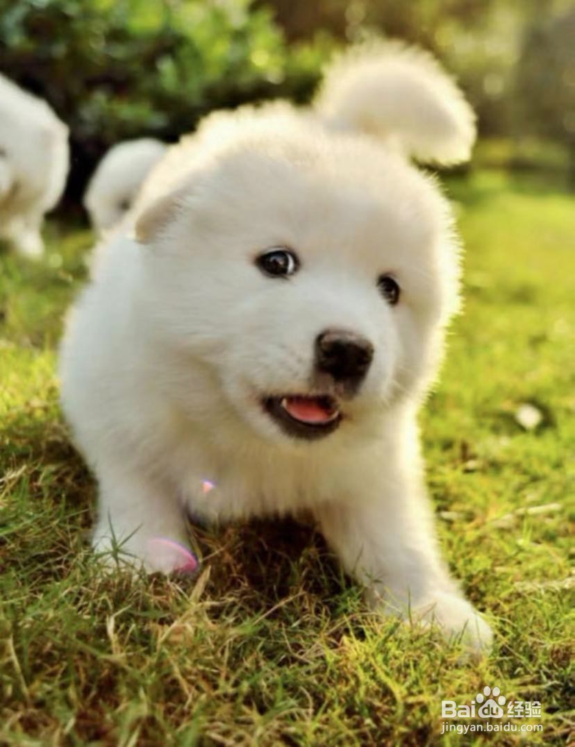 养宠物前需要知道的小知识