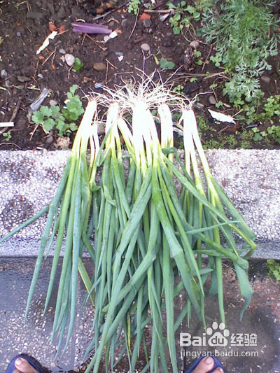 台湾美食介绍/千层饼做法