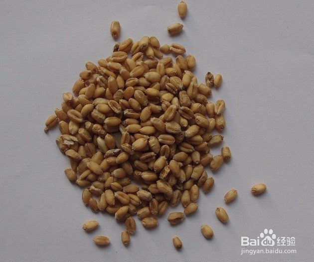 <b>小麦苗成长过程</b>