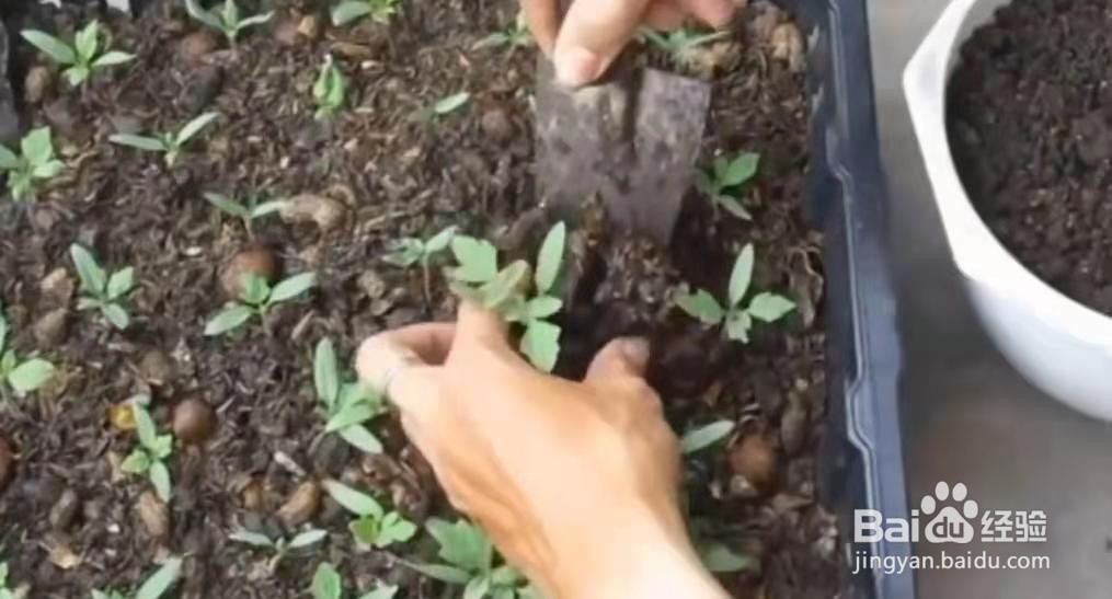西红柿怎么育苗