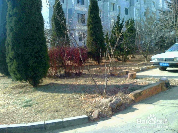 冬天植被怎样养护