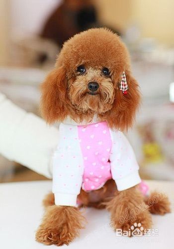 买狗需要注意的事项 百度经验