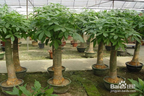 如何有效避免发财树烂根