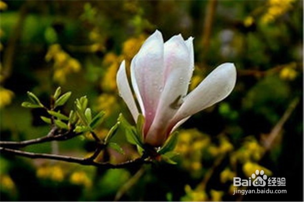 玉兰应该怎么养