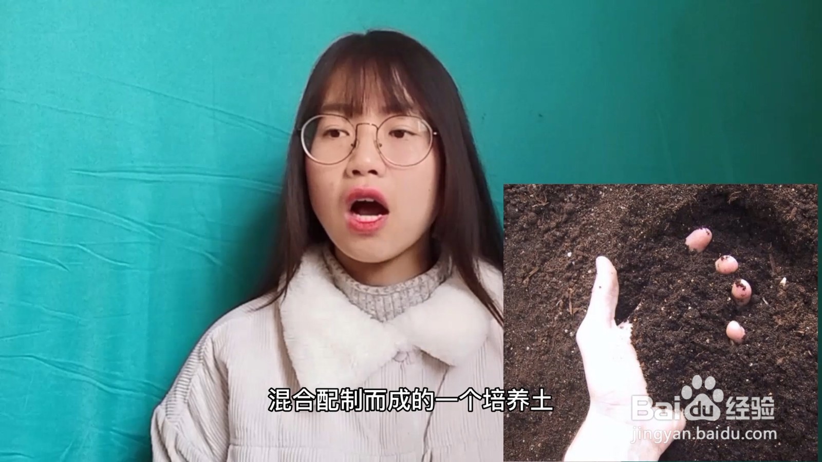绿萝的养殖方法和注意事项