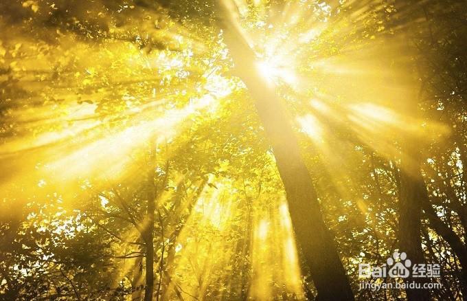 如何养护好发财树？