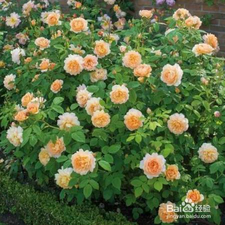 老花农的一颗月季真漂亮，难怪给他多少钱都不换