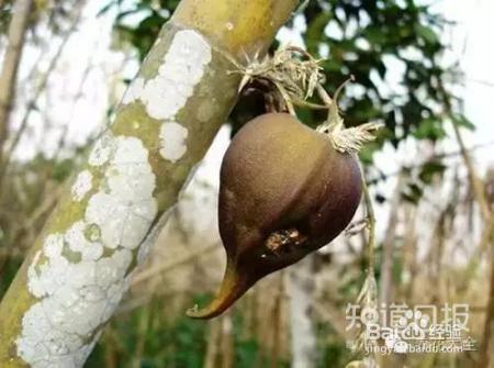 铁树开花难有些花100年开1次才是真绝色