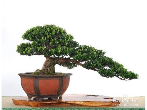 常见的盆景植物材料有哪些？选择的标准详解